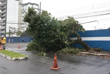 Imagem ilustrativa da imagem Chuva e vento provocam queda de árvore em Vitória; veja fotos