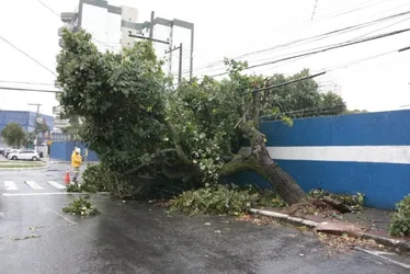 Imagem ilustrativa da imagem Chuva e vento provocam queda de árvore em Vitória; veja fotos