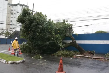 Imagem ilustrativa da imagem Chuva e vento provocam queda de árvore em Vitória; veja fotos