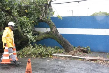 Imagem ilustrativa da imagem Chuva e vento provocam queda de árvore em Vitória; veja fotos