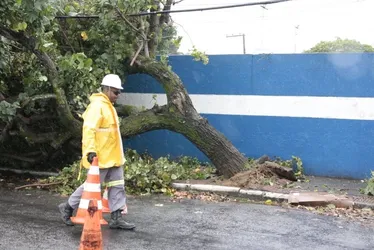 Imagem ilustrativa da imagem Chuva e vento provocam queda de árvore em Vitória; veja fotos