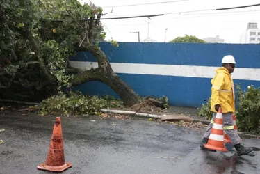 Imagem ilustrativa da imagem Chuva e vento provocam queda de árvore em Vitória; veja fotos