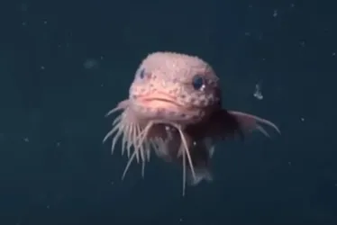 Imagem ilustrativa da imagem Cientistas encontram peixes 'fofinhos' incomuns em precipício no oceano