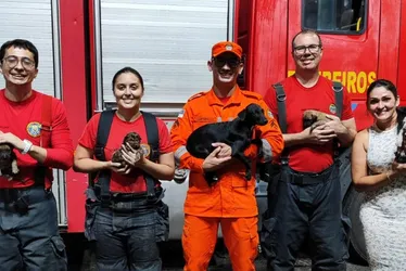 Imagem ilustrativa da imagem Cinco filhotes de cães são salvos por bombeiros em incêndio no Agreste de PE
