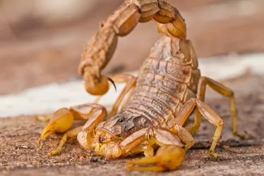 Imagem ilustrativa da imagem Como achar focos e ninhos de escorpião-amarelo e mais 3 tipos na sua casa