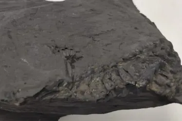 Imagem ilustrativa da imagem Como fósseis de lagarto mais antigo que dinossauros impediram obra em rodovia no PR