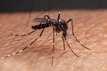 Imagem ilustrativa da imagem Dengue tipo 3: mais perigosa, forma do vírus avança em Pernambuco