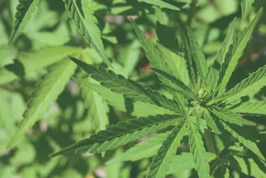 Imagem ilustrativa da imagem Dois a cada 10 alunos já experimentaram drogas