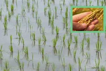 Imagem ilustrativa da imagem Em Solidão, sementes brotam entre fé, memória e o arroz da terra