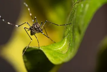 Imagem ilustrativa da imagem Espírito Santo já registrou 31 mil casos de dengue em 2025