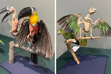 Imagem ilustrativa da imagem Exposição em Santa Teresa reúne mais de 100 peças plastinadas de animais