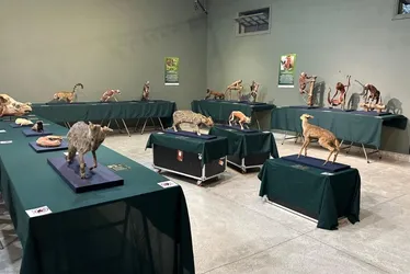 Imagem ilustrativa da imagem Exposição em Santa Teresa reúne mais de 100 peças plastinadas de animais
