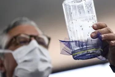Imagem ilustrativa da imagem Fábrica de mosquitos oferece tecnologias para redução da dengue