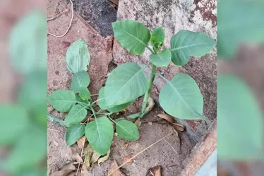 Imagem ilustrativa da imagem Família fica em estado grave após ingerir planta tóxica confundida com couve