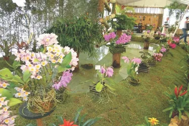 Imagem ilustrativa da imagem Festa das Flores de volta a Domingos Martins neste fim de semana