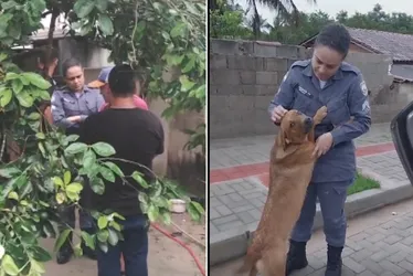 Imagem ilustrativa da imagem Homem é investigado por zoofilia contra cadela no Norte do ES