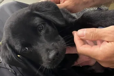 Imagem ilustrativa da imagem Homem é preso após não conseguir embarcar com cachorro e abandoná-lo em aeroporto