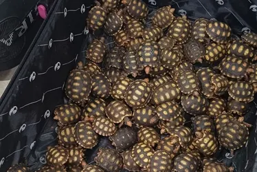Imagem ilustrativa da imagem Homem é preso com 600 filhotes de jabuti dentro de malas no RJ