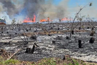 Imagem ilustrativa da imagem Preso suspeito de incendiar florestas e causar prejuízo de R$ 40 milhões no ES
