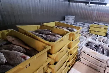 Imagem ilustrativa da imagem Ibama apreende mais de 7 toneladas de peixes e frutos do mar ilegais no Norte do ES