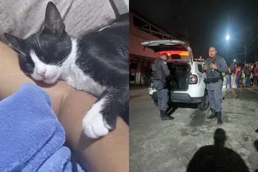 Imagem ilustrativa da imagem Idoso é investigado por matar gato a pauladas na Serra