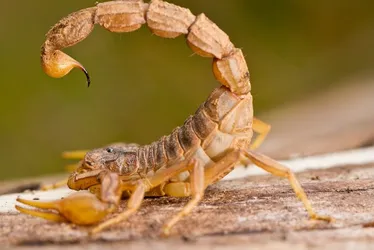 Imagem ilustrativa da imagem Mais de 5 mil foram picados por cobras, aranhas e escorpiões este ano no ES