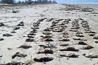 Imagem ilustrativa da imagem Mais de 650 pinguins-de-magalhães são achados mortos no litoral de SP em uma semana