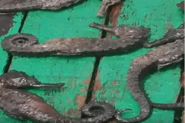 Imagem ilustrativa da imagem Morte de animais marinhos em Suape levanta alerta sobre impactos de nova dragagem