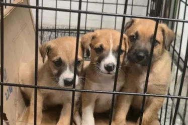 Imagem ilustrativa da imagem Mulher é presa por abandonar filhotes de cachorro em supermercado de Cariacica