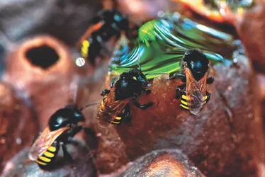 Imagem ilustrativa da imagem Nova arma contra dengue pode estar em uma abelha brasileira