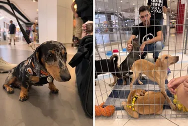 Imagem ilustrativa da imagem Pets resgatados pela ONG Abrigo Pegadas de Anjo participam de evento de adoção