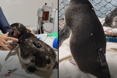 Imagem ilustrativa da imagem Pinguins resgatados no ES serão soltos e monitorados por satélite