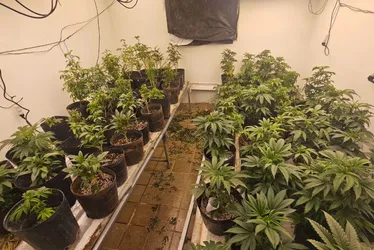 Imagem ilustrativa da imagem Polícia Militar desarticula ponto de produção de 'supermaconha' em Gravatá