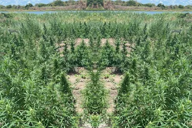 Imagem ilustrativa da imagem Polícia Militar destrói grande plantação de maconha no Sertão de PE