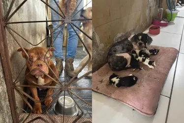Imagem ilustrativa da imagem Polícia resgata 50 cachorros em canil clandestino com condições insalubres no Rio