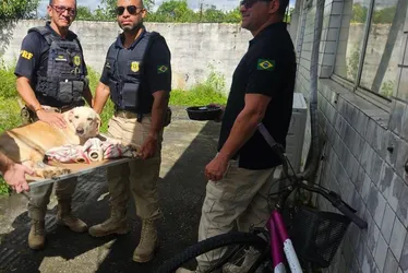 Imagem ilustrativa da imagem Policiais Rodoviários Federais resgatam cadela abandonada no Recife
