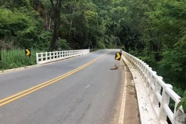 Imagem ilustrativa da imagem Ponte Suíça passa por reparos e terá interdição parcial nesta quinta-feira (23)