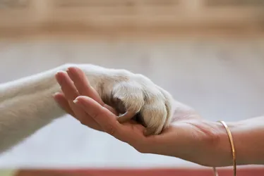 Imagem ilustrativa da imagem Quais os direitos dos pets após separação dos tutores?