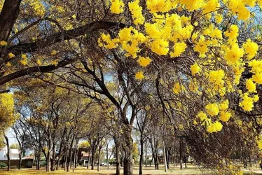Imagem ilustrativa da imagem Quando o passado pesa, mas o futuro insiste: a reinvenção de Floresta