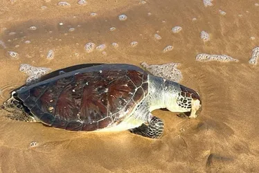Imagem ilustrativa da imagem Tartaruga-verde é encontrada morta em praia no Sul do ES