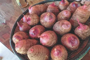 Imagem ilustrativa da imagem Tecnologias ampliam produção de inhame no Espírito Santo