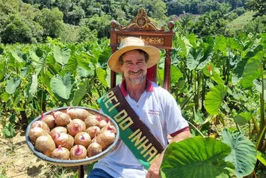 Imagem ilustrativa da imagem Tecnologias ampliam produção de inhame no Espírito Santo