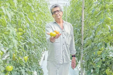 Imagem ilustrativa da imagem Tomate cultivado na água em Alfredo Chaves faz sucesso