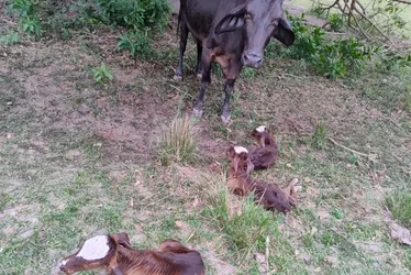 Imagem ilustrativa da imagem Vaca dá à luz a bezerras trigêmeas no Sul do ES