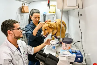Imagem ilustrativa da imagem Vitória abre seleção para engenheiros e médico veterinário; veja detalhes