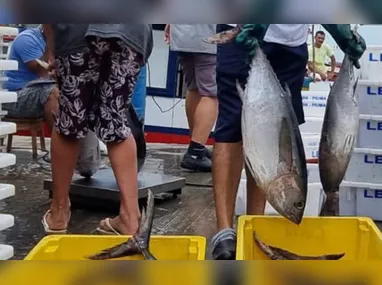 Imagem ilustrativa da imagem Capital do Atum, Itapemirim busca mercados no México e Índia para venda de pescado