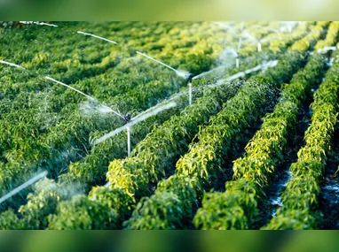 Imagem ilustrativa da imagem Irrigação coloca produtor no rumo do agronegócio