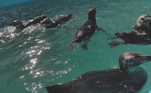 
          Imagem ilustrativa da imagem 183 pinguins-de-magalhães encalham no Espírito Santo
          