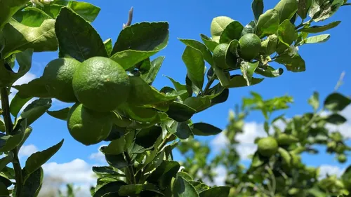 
          Imagem ilustrativa da imagem A Califórnia brasileira que floresce no Vale do São Francisco
          