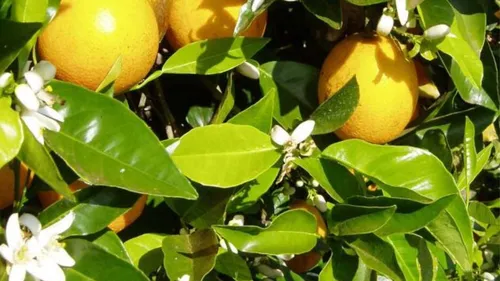 
          Imagem ilustrativa da imagem A Califórnia brasileira que floresce no Vale do São Francisco
          